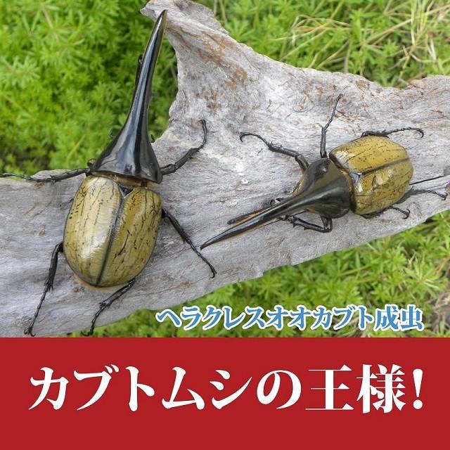 ◇大型血統 ヘラクレスオオカブト ヘラクレスヘラクレス 初・2令幼虫