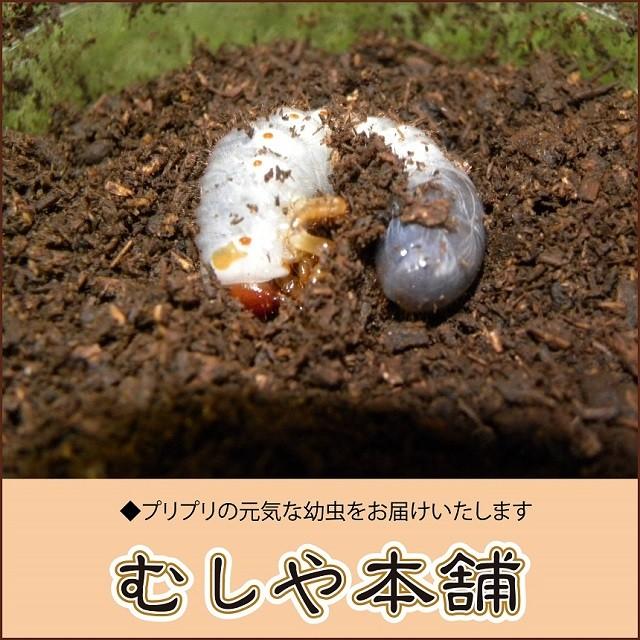 ◇大型血統 ヘラクレスオオカブト ヘラクレスヘラクレス 初・2令幼虫 