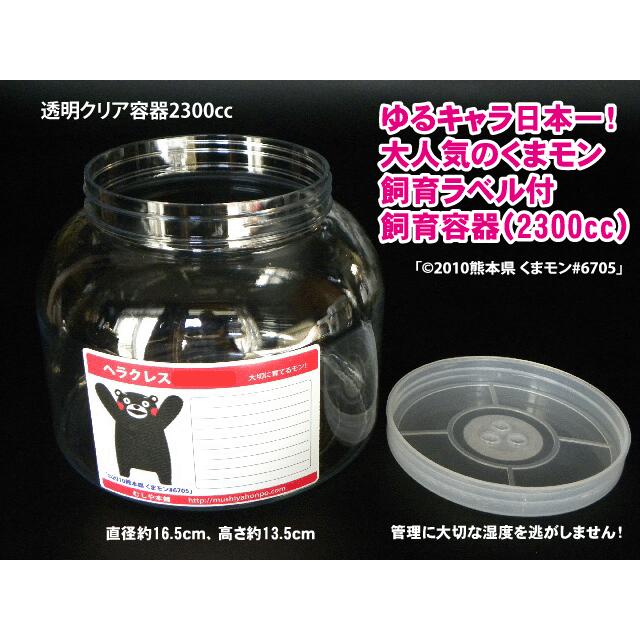 ヘラクレス オオカブト初〜2令幼虫+昆虫マット+飼育容器のセット