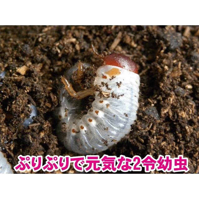 ヘラクレスオオカブト(ヘラクレスヘラクレス)初令~2令幼虫10頭プラス飼育用餌マット10リットルセット！お子様のプレゼントにオススメです！ ヘラクレス ヘラクレスオオカブト 幼虫 初令 または2令 | Lani