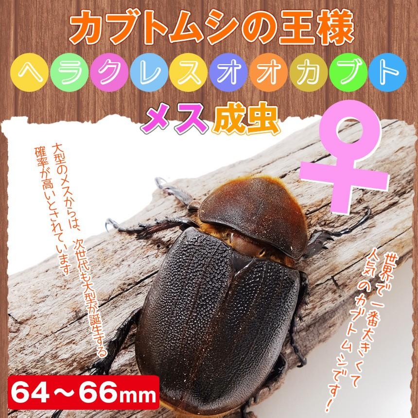 ヘラクレスオオカブト 成虫 メス 64〜66ミリ ヘラクレスヘラクレス
