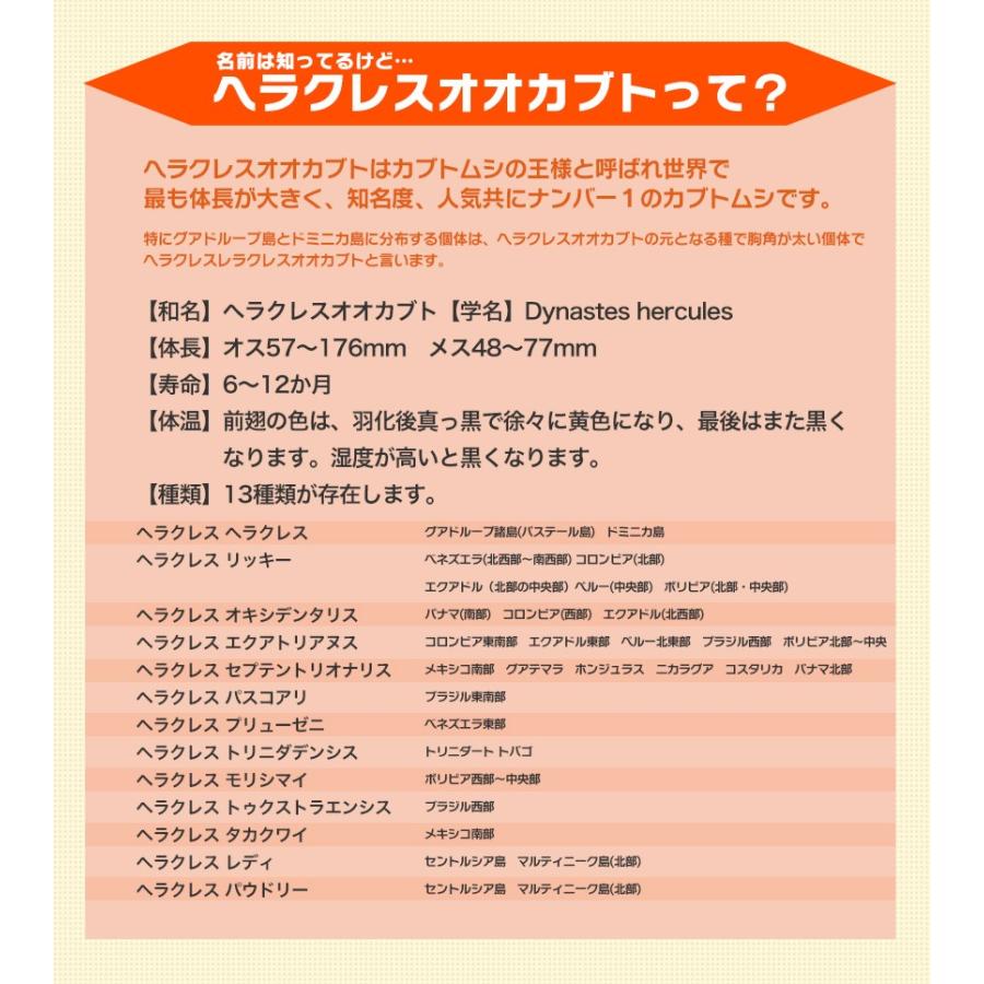 海外最新 大型 ヘラクレスオオカブト 成虫 メス 70 71ミリ ヘラクレスヘラクレス カブトムシ 外国産 ペット 昆虫 生体 数量は多 Www Perfectressusorder Com