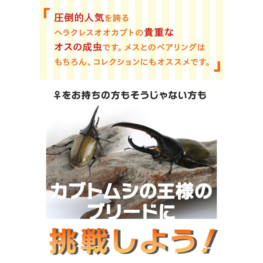 【ヘラクレスオオカブト成虫 オス A級品 80〜89ミリ（ヘラクレスヘラクレス）】外国産 カブトムシ 昆虫 生体 ペット プレゼントに｜mushiya-honpo｜04