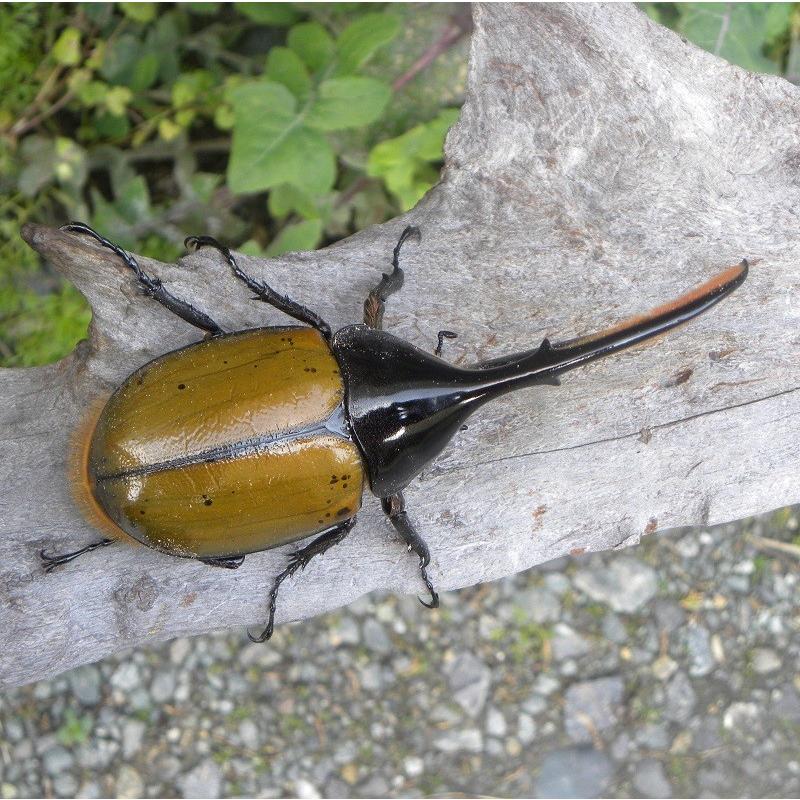 ヘラクレスオオカブト（リッキー）成虫オス大型の140ｍｍ ヘラクレスオオカブト