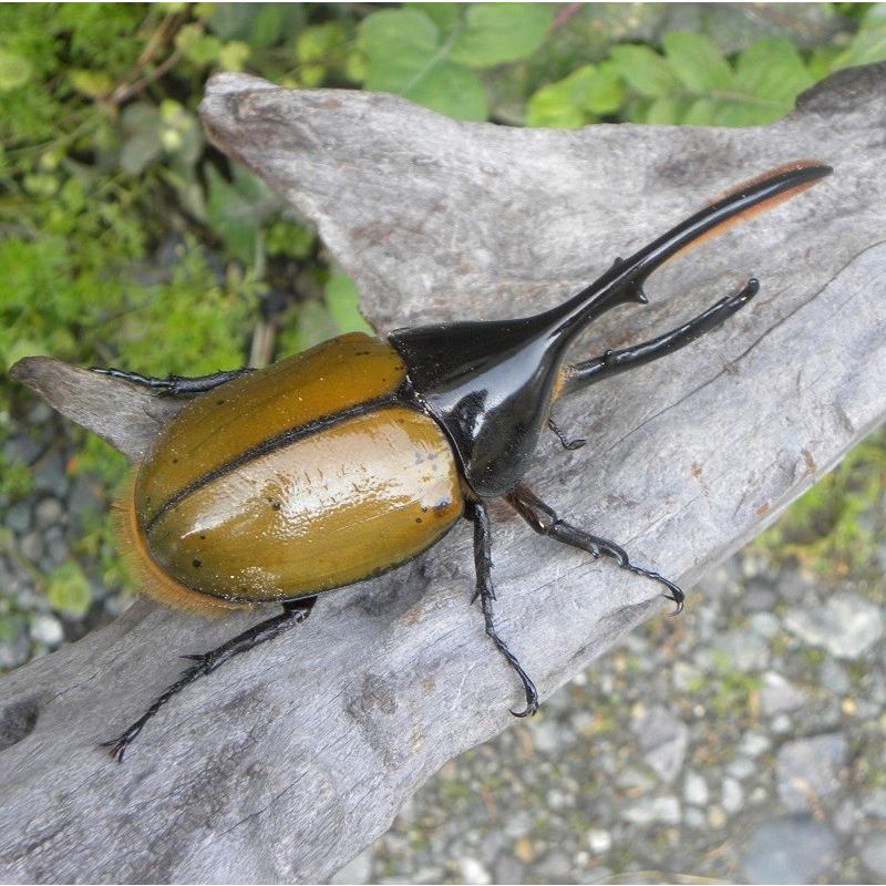 ヘラクレスオオカブト（リッキー）成虫オス大型の140ｍｍ ヘラクレスオオカブト