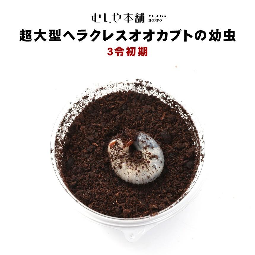超大型160ミリ種親の子孫 ヘラクレスオオカブトの幼虫 メス単品 3令