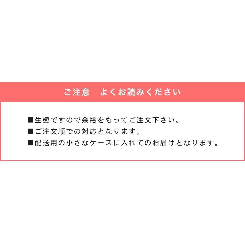 【超大型 160ミリ種親からの子孫 ヘラクレスオオカブト幼虫オスメスペア 3令初期＋スーパーBIG（10L）セット】 昆虫 カブトムシ 生き物｜mushiya-honpo｜10