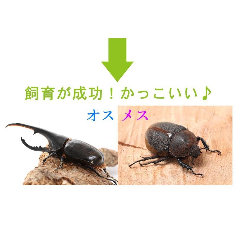 ヘラクレスリッキー3令初期セット ヘラクレス幼虫オスメスペア＋ 