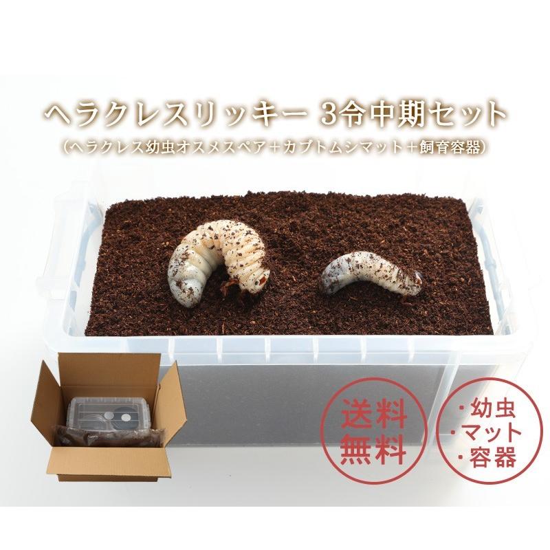 ヘラクレスリッキー3令中期セット ヘラクレス幼虫オスメスペア＋ 
