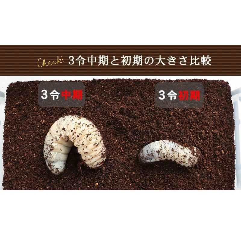 ヘラクレスリッキー3令中期セット ヘラクレス幼虫オスメスペア＋ 