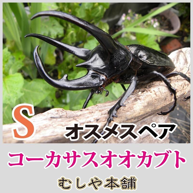 コーカサスオオカブトムシペア Sサイズ 外国産カブトムシ・成虫 コーカサスオオカブトムシペア Sサイズ 外国産カブトムシ・成虫