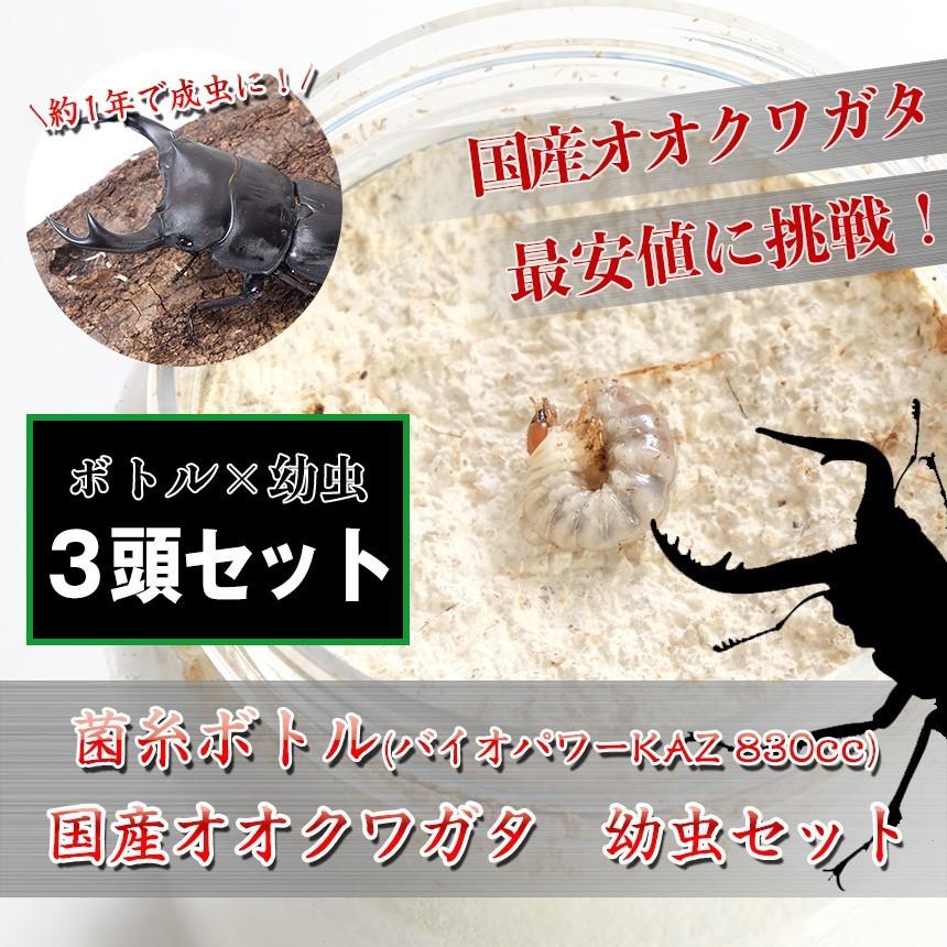 カイコ(幼虫)とオオクワガタプロモセット カイコ(幼虫)と