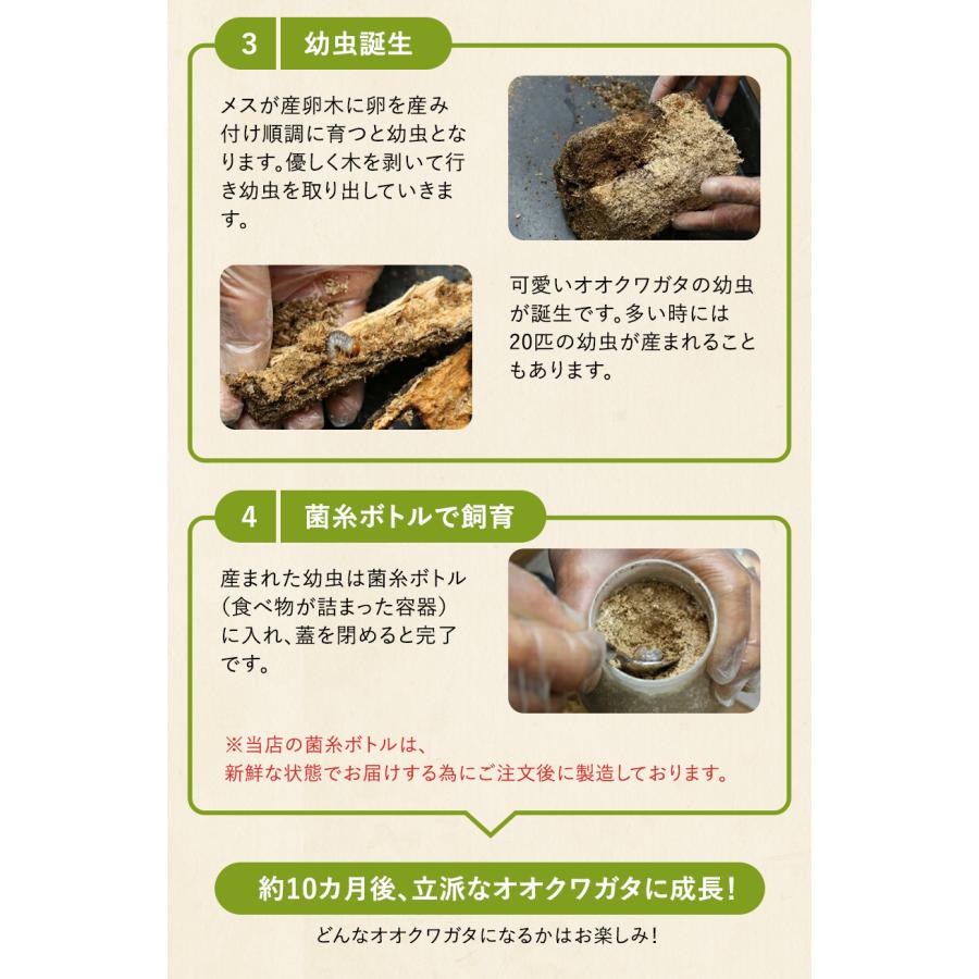 【新成虫 国産 オオクワガタ 成虫 オスメスペア 3Lサイズ】 クワガタ 昆虫 飼育 ブリード 生体 ペット |  | 05