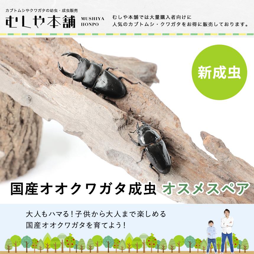 【新成虫 国産 オオクワガタ 成虫 オスメスペア 4Lサイズ】 クワガタ 昆虫 飼育 ブリード 生体 ペット |  | 01