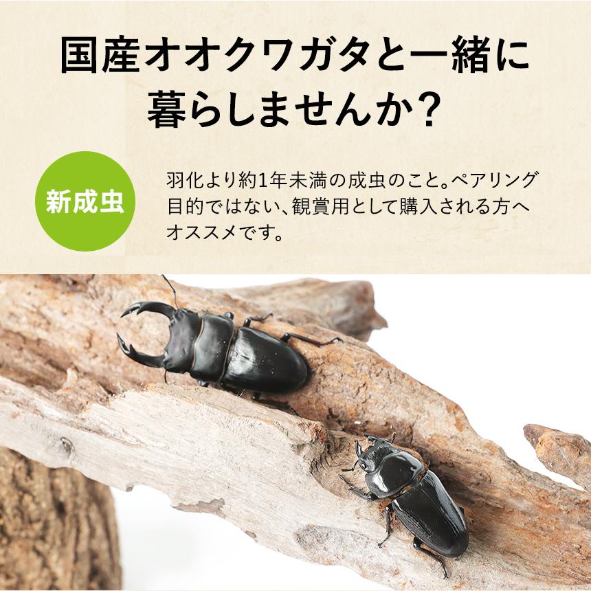 新成虫 国産 オオクワガタ 成虫 オスメスペア 4Lサイズ