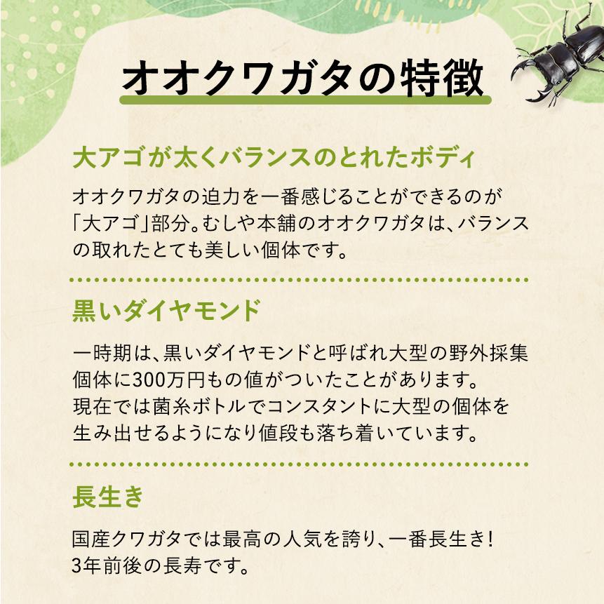 【新成虫 国産 オオクワガタ 成虫 オスメスペア 4Lサイズ】 クワガタ 昆虫 飼育 ブリード 生体 ペット |  | 03