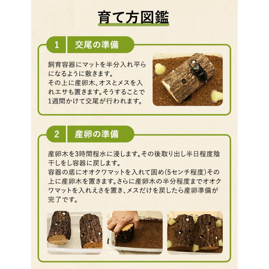 新成虫 国産 オオクワガタ 成虫 オスメスペア 4Lサイズ