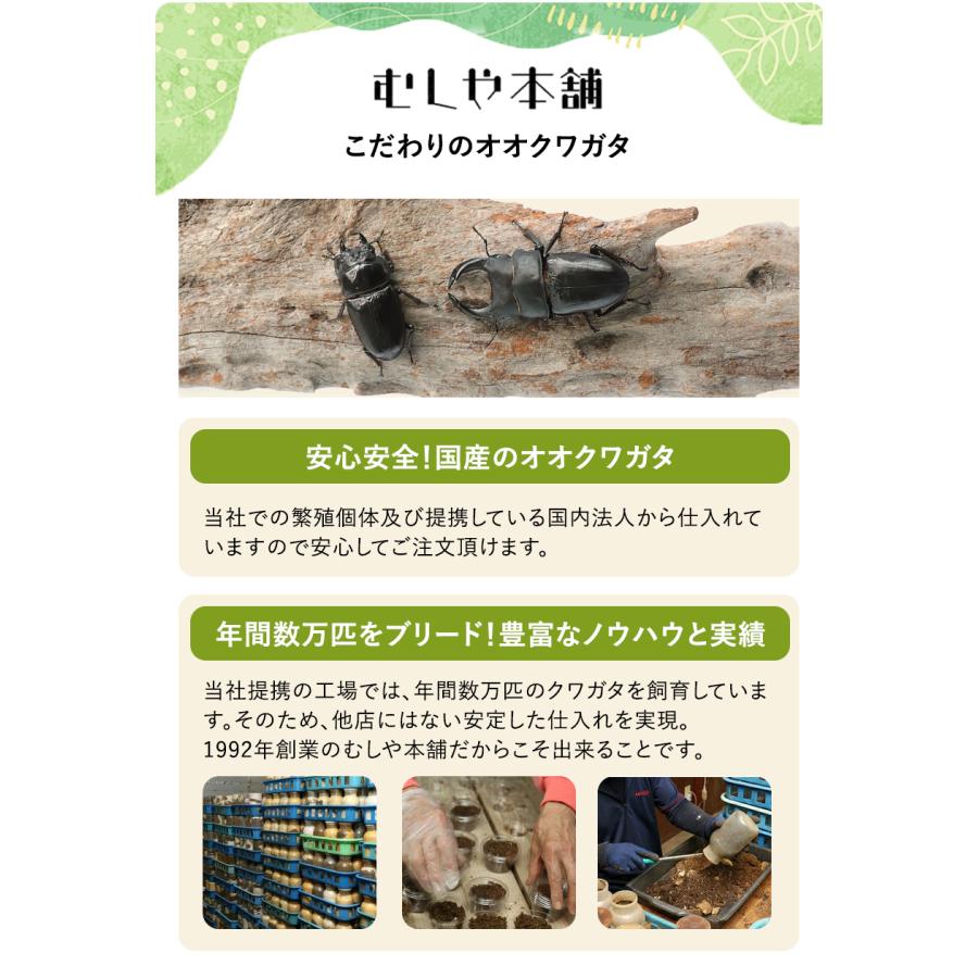 【別売り可能】1ペア オオムラサキ（四川省/中国） 月夜野きのこ園クワガタ菌床販売部 / 国産オオクワガタペアオス