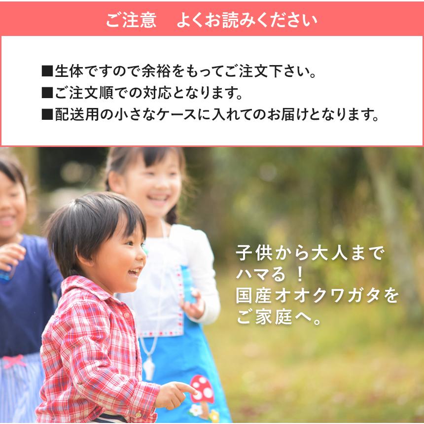 【新成虫 国産 オオクワガタ 成虫 オスメスペア 4Lサイズ】 クワガタ 昆虫 飼育 ブリード 生体 ペット |  | 07