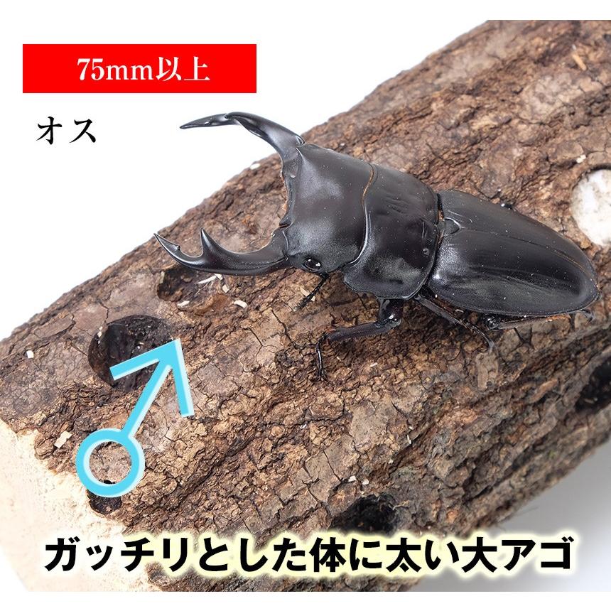 新成虫 国産オオクワガタオスメスペア Llサイズ Ku002 Db P Ll むしや本舗 ヤフー店 通販 Yahoo ショッピング