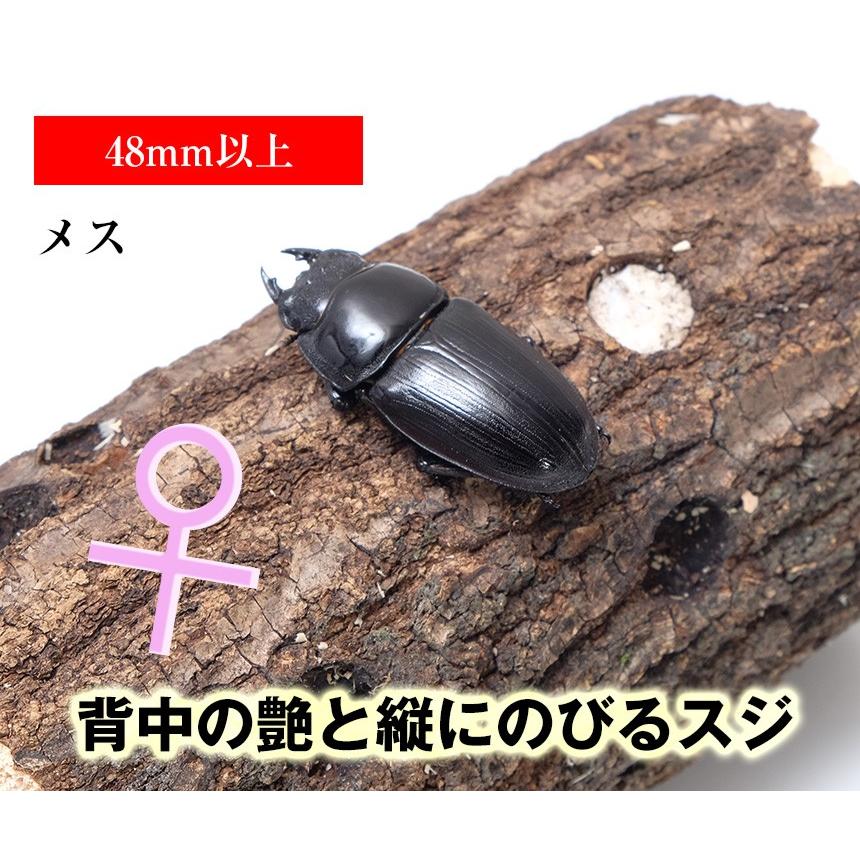 国産 オオクワガタ 成虫 オスメスペア Llサイズ クワガタ 昆虫 飼育 ブリード 生体 ペット Ku002 Db P Ll むしや本舗 ヤフー店 通販 Yahoo ショッピング