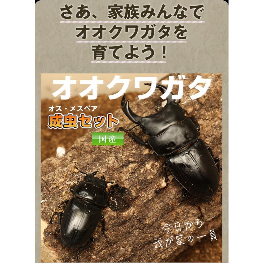 【国産オオクワガタ 成虫 オスメスペア Mサイズ】 クワガタ 昆虫 飼育 ブリード 生体 ペット｜mushiya-honpo｜04