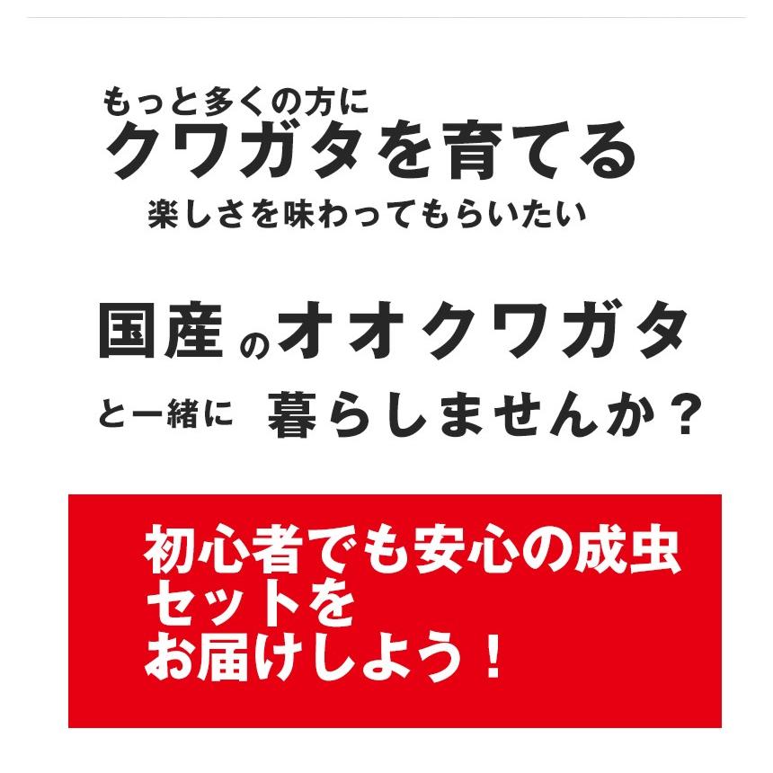 国産 オオクワガタ 成虫 全商品オープニング価格 オス Lサイズ プレゼントに ペット 生体 クワガタ 昆虫