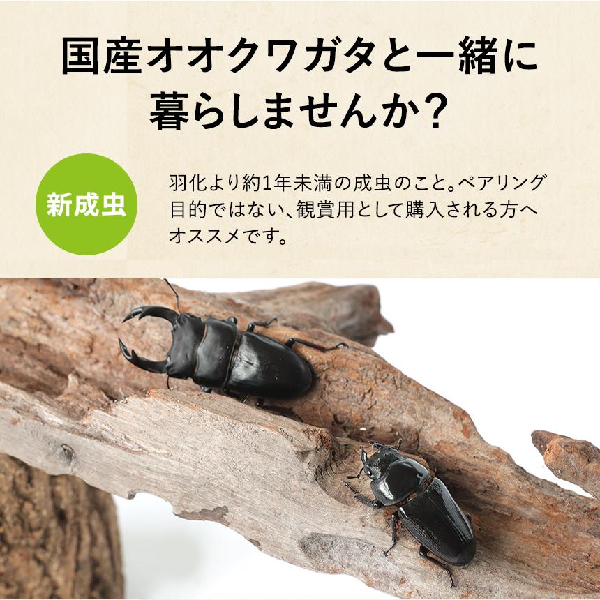 新成虫 国産 オオクワガタ 成虫 オス単品 Mサイズ 60ミリ以上 クワガタ 