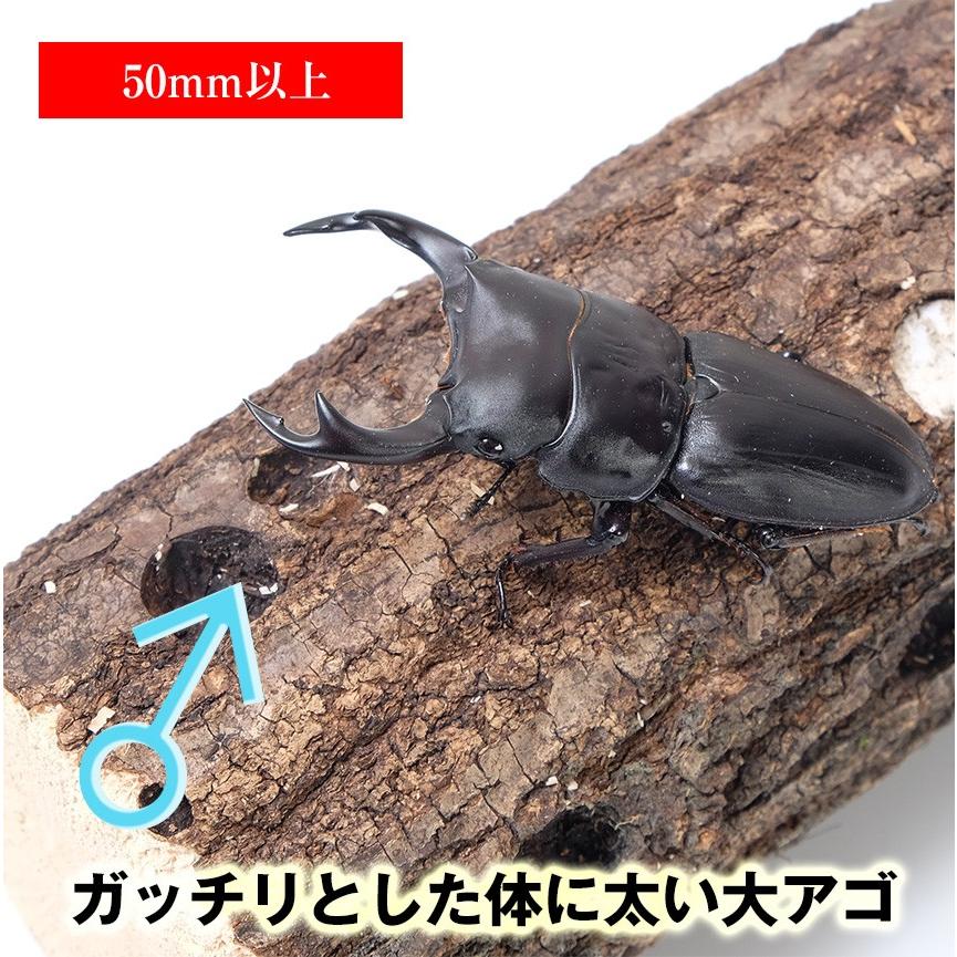 国産 オオクワガタ 成虫 オス Sサイズ クワガタ 昆虫 生体 ペット プレゼントに Ku005 Db O S むしや本舗 ヤフー店 通販 Yahoo ショッピング