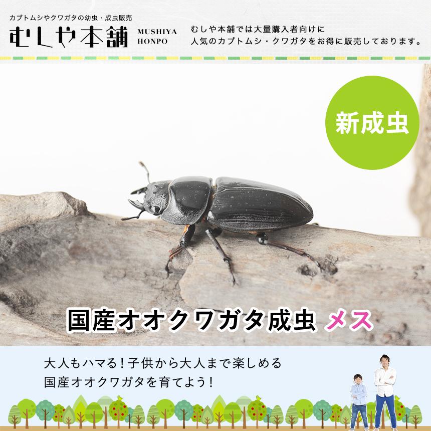 パルナシウス・ノミオン・コイワヤイ（1メス飼育品） ゲンジボタル(メス・オスペア) – DIGBUG