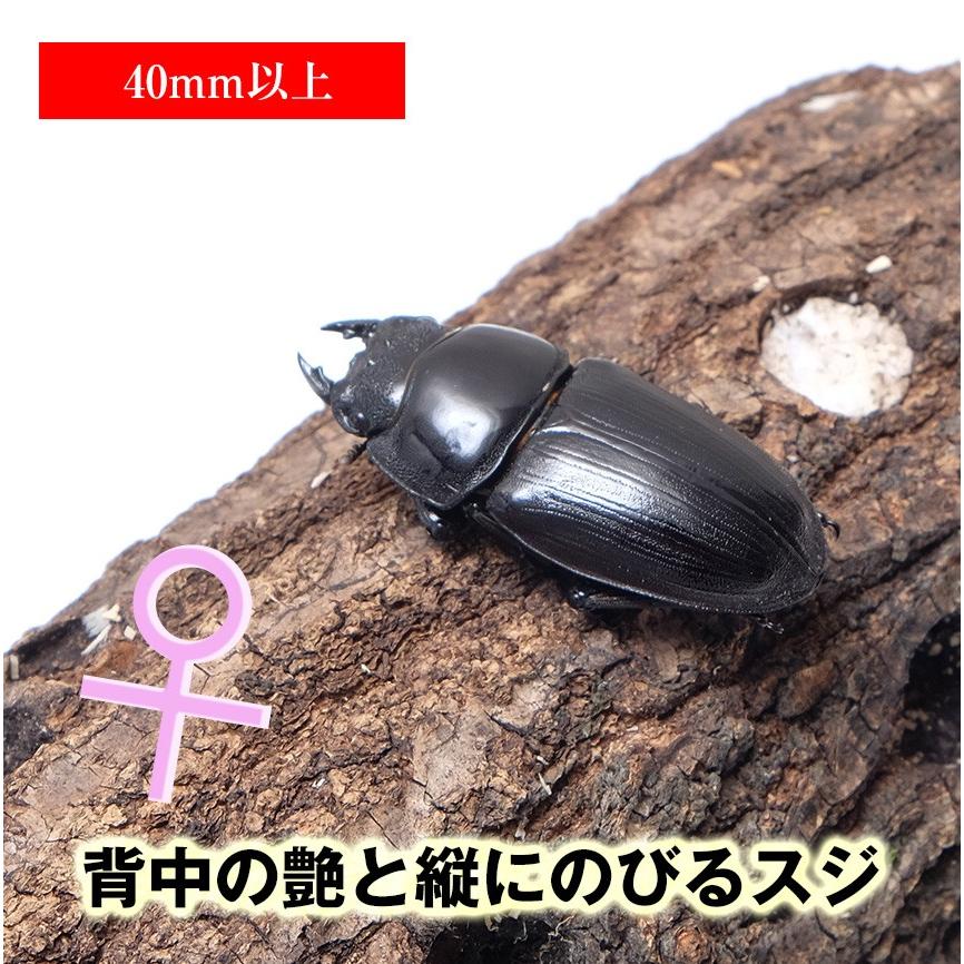 新成虫 国産 オオクワガタ 成虫 メス Mサイズ 昆虫 クワガタ ブリード 生き物 ペット Ku009 Db O M むしや本舗 ヤフー店 通販 Yahoo ショッピング