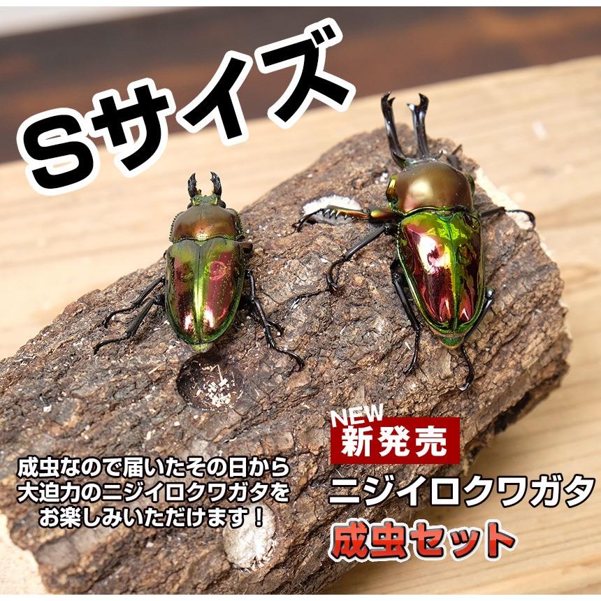 【ニジイロクワガタ 成虫 オスメスペア Sサイズ】外国産クワガタ クワガタ成虫 クワガタ ニジイロ 生体 昆虫 ペット プレゼントに！｜mushiya-honpo｜03