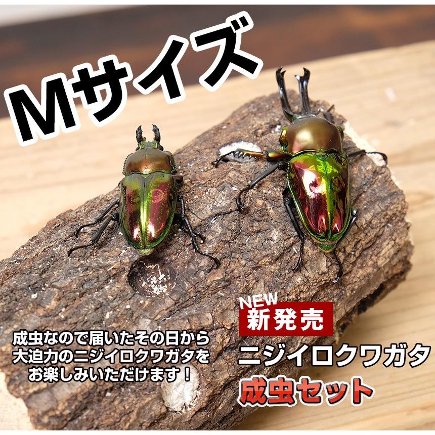 ニジイロクワガタ成虫 オスメスペア Mサイズ】外国産クワガタ クワガタ