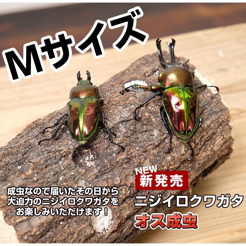 ニジイロクワガタ　65.2ミリ単品 ニジイロクワガタ成虫 オス単品 Mサイズ 外国産クワガタ クワガタ成虫