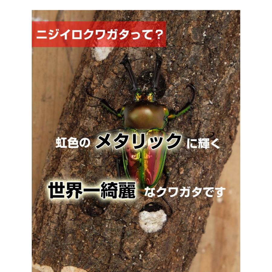 ニジイロクワガタ成虫 オス単品 Mサイズ 外国産クワガタ クワガタ成虫