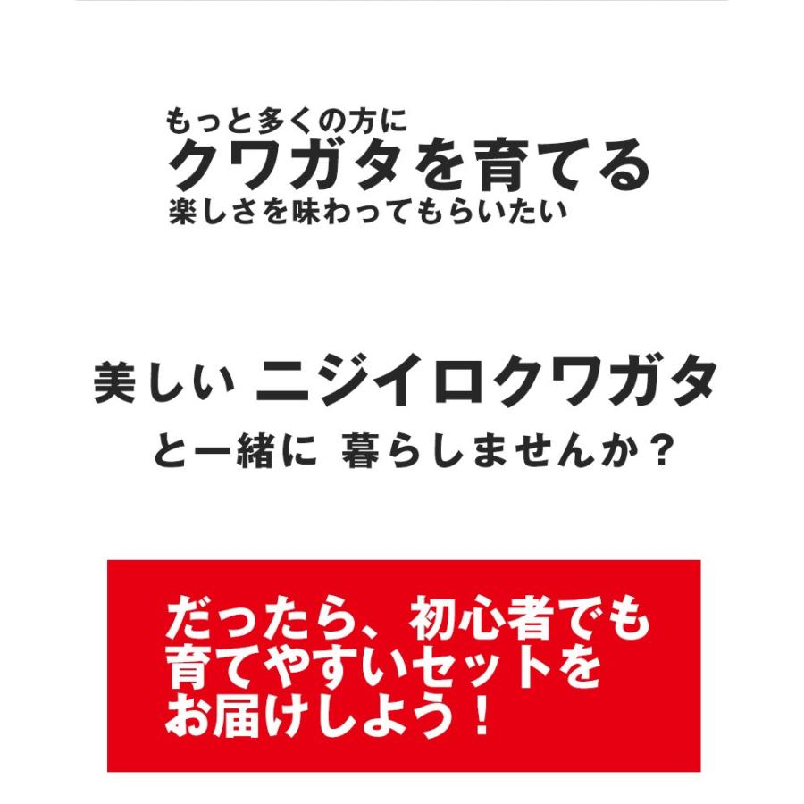 【ニジイロクワガタ成虫 メス単品 Sサイズ】外国産クワガタ クワガタ成虫 クワガタ ニジイロ 生体 昆虫 ペット プレゼントに！｜mushiya-honpo｜02