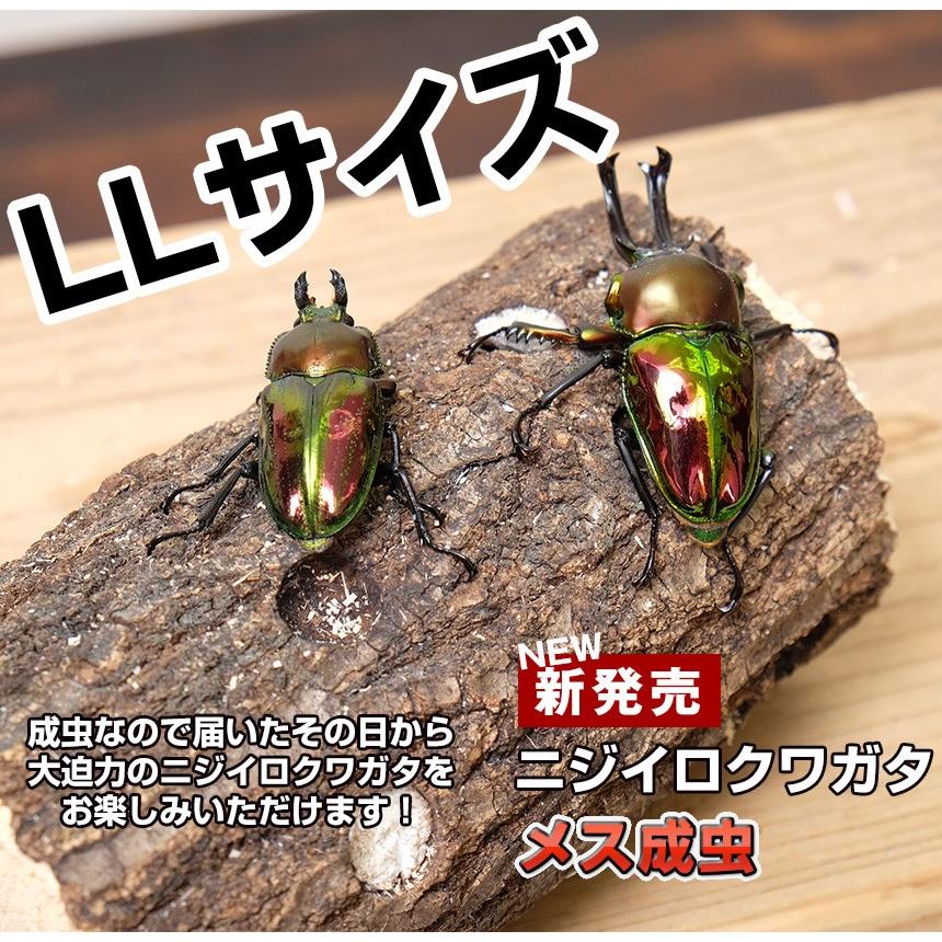 ニジイロクワガタ成虫 メス ｌｌサイズ 外国産 クワガタ 昆虫 Ku025 Pm M Ll むしや本舗 ヤフー店 通販 Yahoo ショッピング