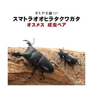 スマトラオオヒラタクワガタ 成虫 オスメスペア Sサイズ 50〜69ミリ