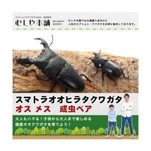 スマトラオオヒラタクワガタ 成虫 オスメスペア Sサイズ（50〜69ミリ