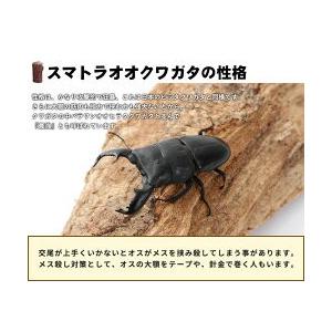 スマトラオオヒラタクワガタ 成虫 オスメスペア Sサイズ 50〜69ミリ