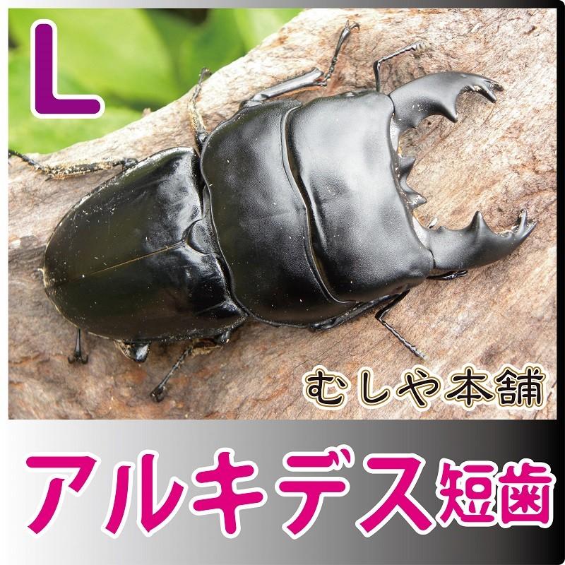 アルキデスヒラタクワガタ 短・中歯 Lサイズ ペア 外国産クワガタ