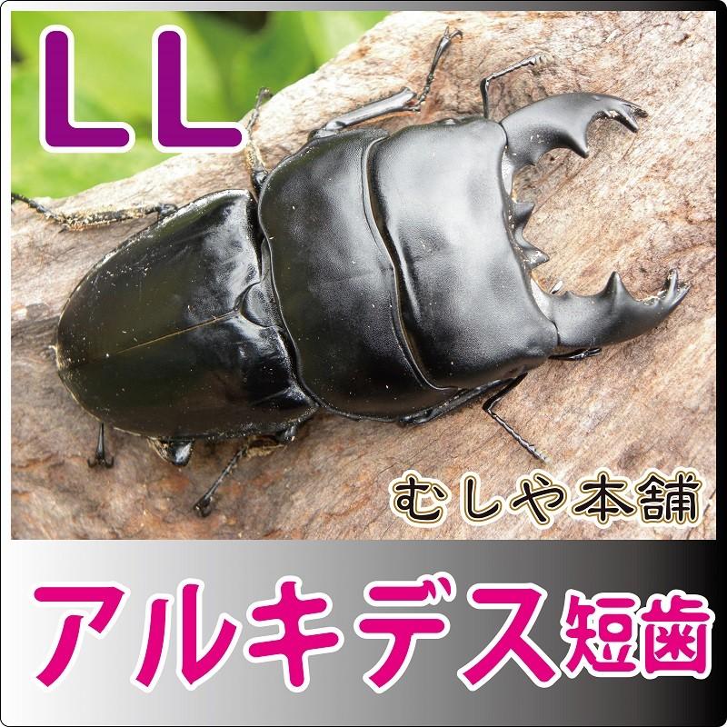 アルキデスヒラタクワガタ（短・中歯）LLサイズ ペア 外国産クワガタ