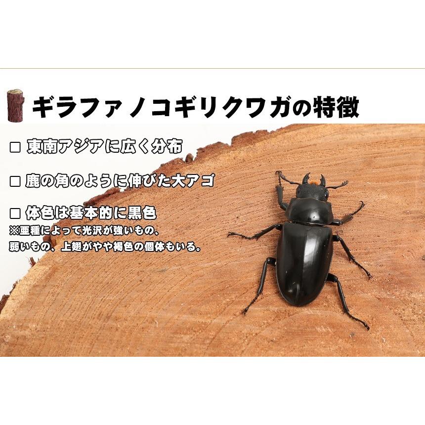 ギラファノコギリクワガタ108mm オスメスペア WF1】《ギラファノコギリ原名亜種 タイ産 95mm ペア》② | KPW BASE店