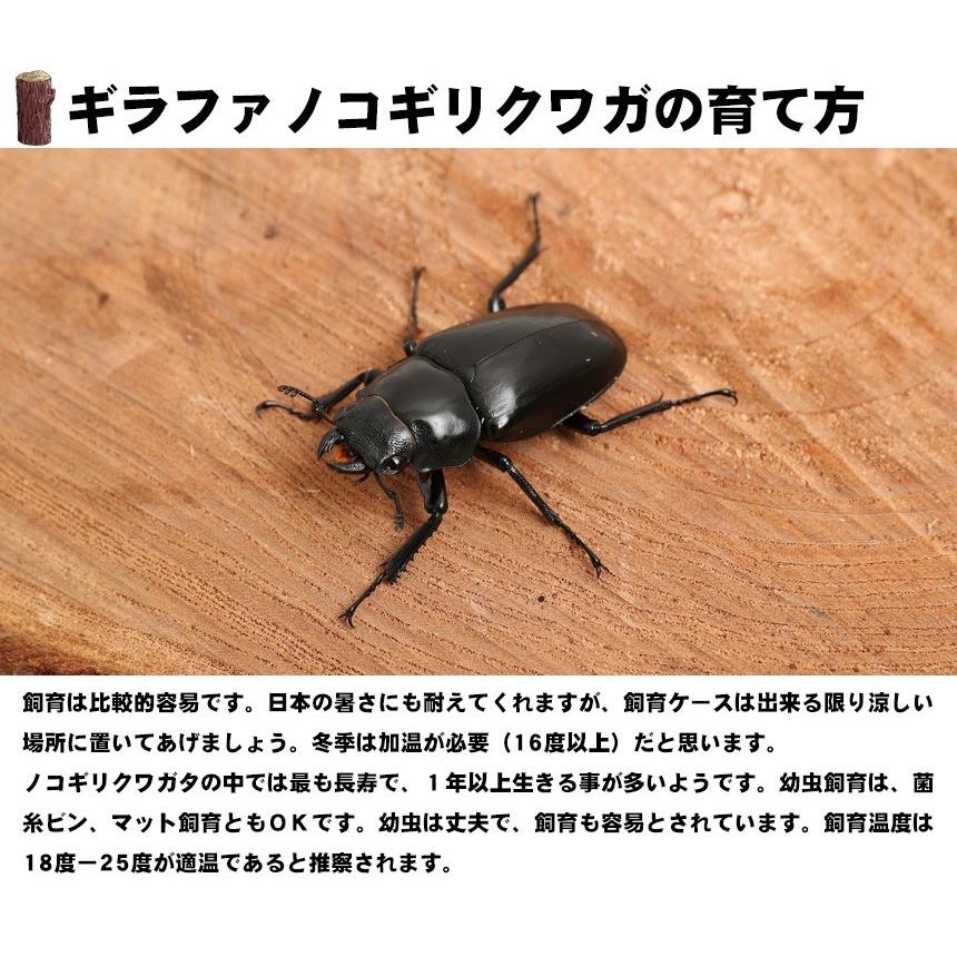 ギラファノコギリクワガタオスメスペア Mサイズ 外国産クワガタ 成虫