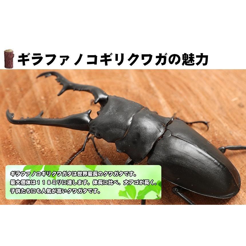 ギラファノコギリクワガタ 成虫 オスメスペア Ｌサイズ 外国産クワガタ 成虫｜mushiya-honpo｜03