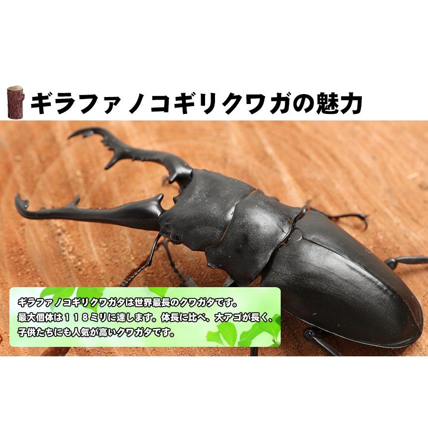 【ギラファノコギリクワガタ 成虫 オス Sサイズ ブリード品】クワガタ ノコギリクワガタ 昆虫 ペット 生物｜mushiya-honpo｜03