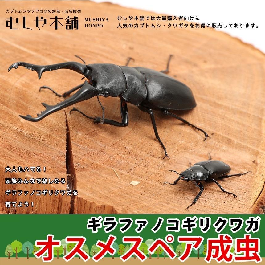 ギラファノコギリクワガタオスメスペア LLサイズ 【ブリード品】 外国産クワガタ 成虫｜mushiya-honpo