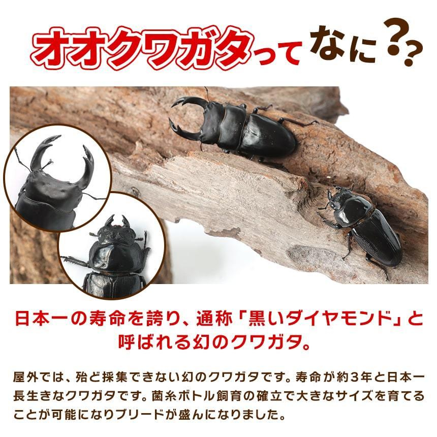 大型血統 久留米産オオクワガタ 越冬成虫 ♂10匹♀10匹セット③ 送料