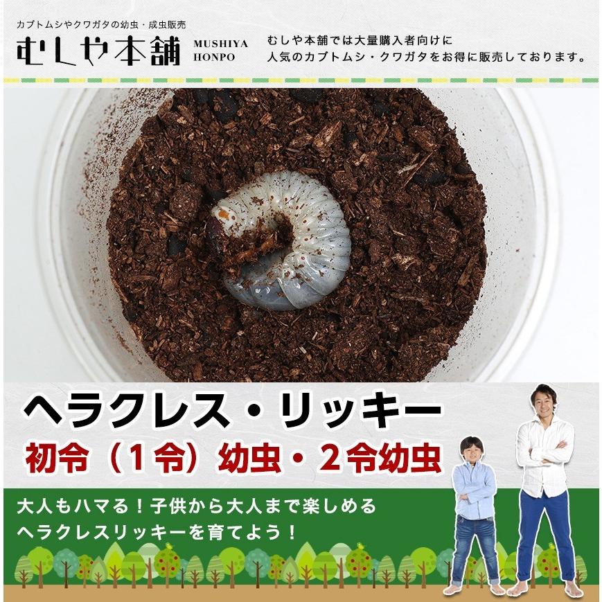 ヘラクレスリッキー 初令 １令 幼虫 ２令幼虫 Lichyi 2rei むしや本舗 ヤフー店 通販 Yahoo ショッピング