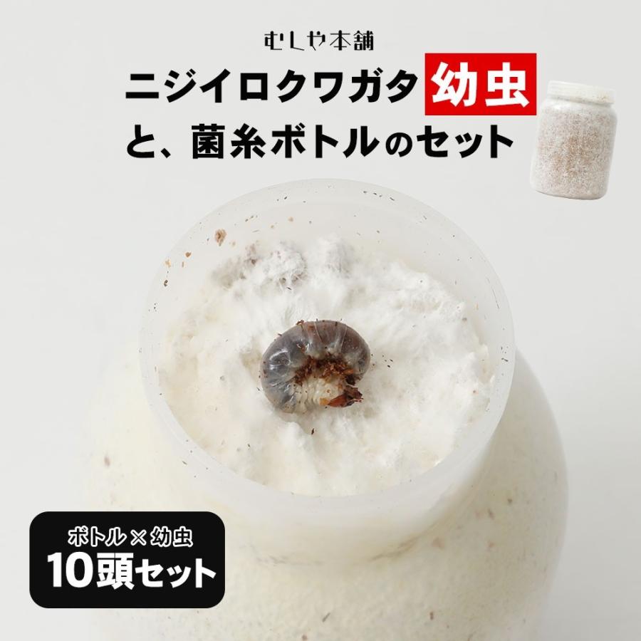 ニジイロクワガタ 1令〜2令幼虫10頭+新鮮な菌糸ボトル10個のセット